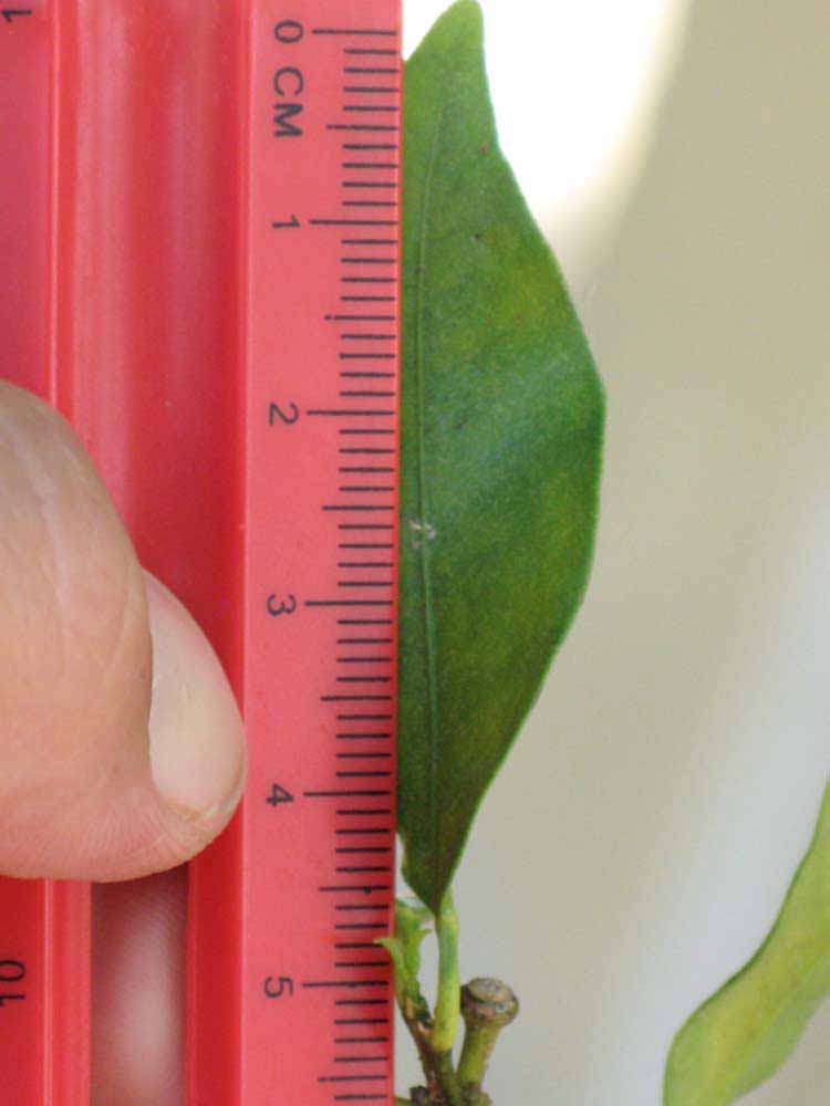            Unifoliolate leaf (Winter Haven, FL)   